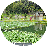 池塘環境景色